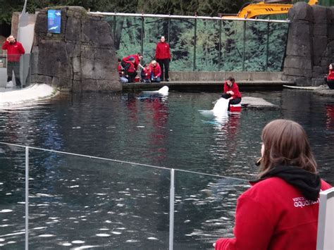 Beluga Experience – Vancouver Aquarium – The Miskes