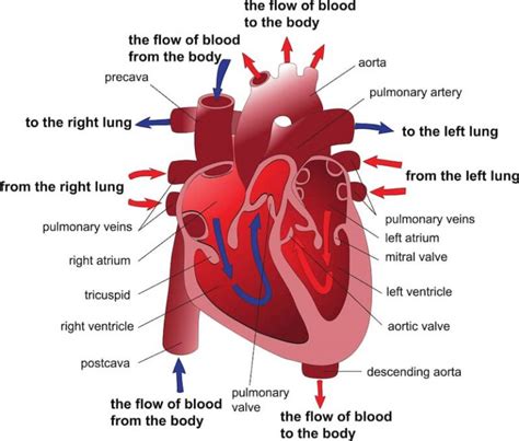 Mitral Valve Disease In Dogs: The Most Common Heart Disease In Dogs | Kingsdale Animal Hospital