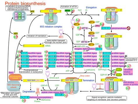 Protein biosynthesis