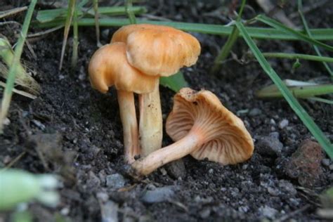 Cantharellus friesii - Alchetron, The Free Social Encyclopedia