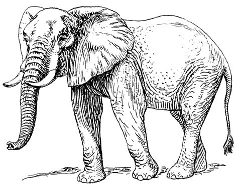 File:African elephant (PSF).png - Wikipedia, the free encyclopedia