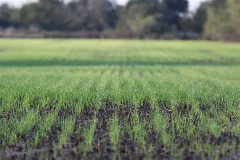 Early fall moisture puts Texas wheat planting ahead of schedule - Texas ...