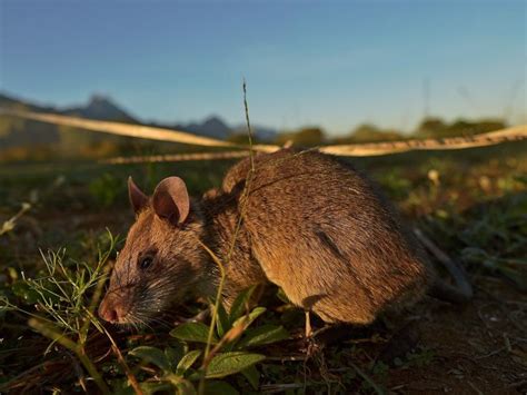 In March Mammal Madness, Our Money's On The Giant Pouched Rat | 88.5 WFDD