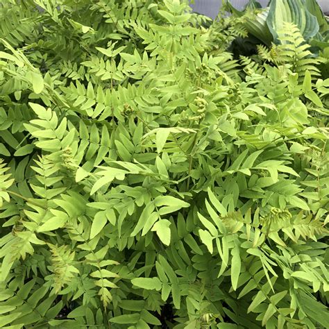 Osmunda regalis - Buy Royal Fern Perennials Online