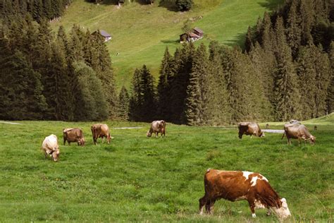 A Brief History of Austrian Cheese