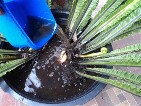 How to Propagate a Birds Nest Fern | This Old House