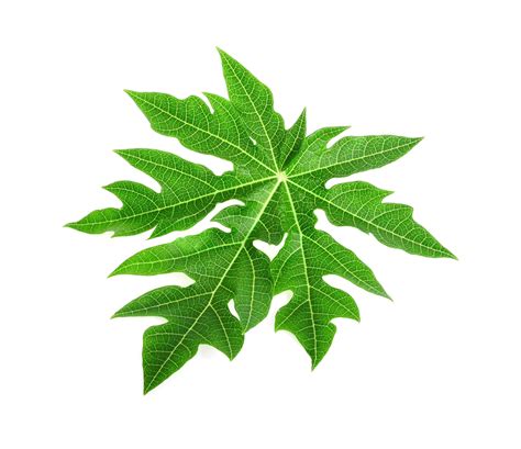 Papaya Leaf Dry Extract | Carica Papaya Supplement