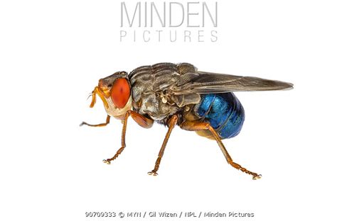 stock photo - Minden Pictures