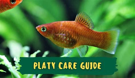 Ultimate Platy Fish Care Guide: Food, Parameters, Tank