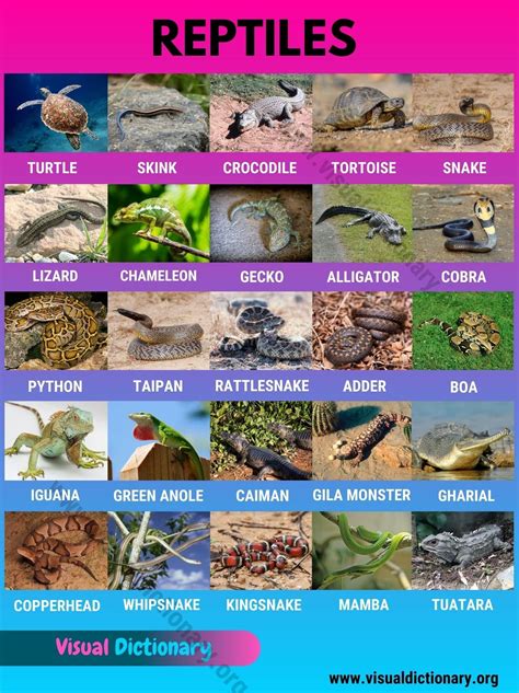 Reptiles: Helpful List of 27 Names of Reptiles in English - Visual ...