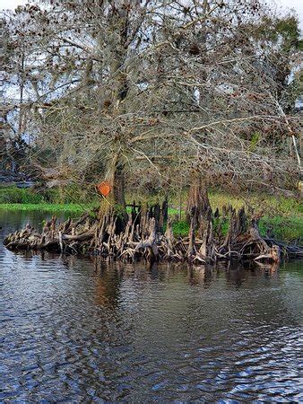 Airboat Wildlife Adventures (Sebring) - 2020 All You Need to Know ...