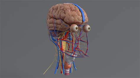 Human Head Anatomy 3D Model $99 - .fbx .ma .max .obj - Free3D