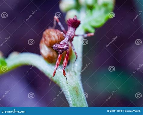 Extatosoma tiaratum stock photo. Image of branch, alien - 282511604