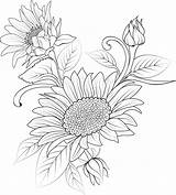Illustration Of A sunflower Vector Sketch Pencil Art Bouquet Floral  sketch template