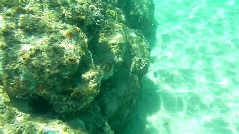 Napili Bay Snorkeling - YouTube