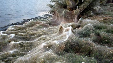 Giant spiderweb cloaks land in Aitoliko, Greece - BBC News