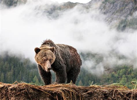 Great Bear Rainforest by Eric Sambol, Wildlife Photographer — Eric Sambol