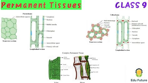 Simple Permanent Tissue Class 9 Diagram