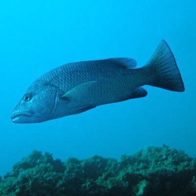 Qatar e-Nature – Mangrove Red Snapper