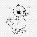Pato Fofo Desenho Para Colorir sketch template