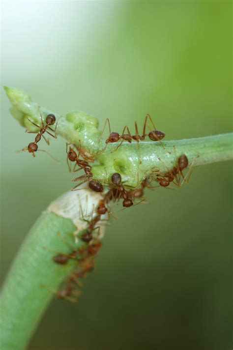 Group of Ants stock image. Image of thorax, plant, green - 9477843