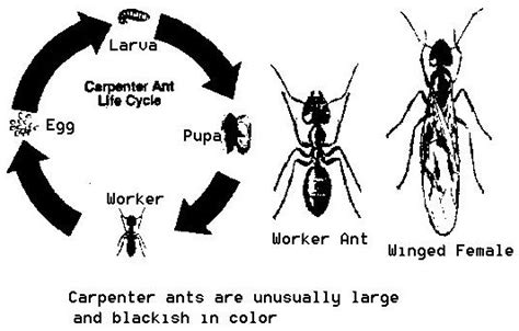 Carpenter Ants | Entomology