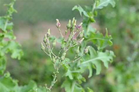 Flowering Arugula Plant in an Urban Garden. Growing Leafy Greens in ...