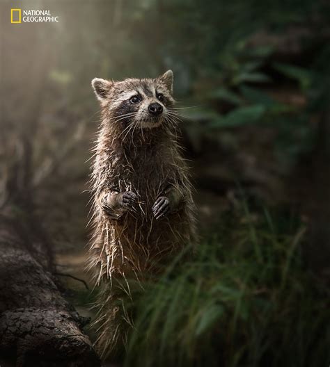 National Geographic Nature Photographer of the Year 2016 Contest-4 ...