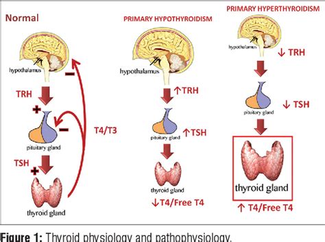 Table 2 from Interpretation of thyroid function tests | Semantic Scholar