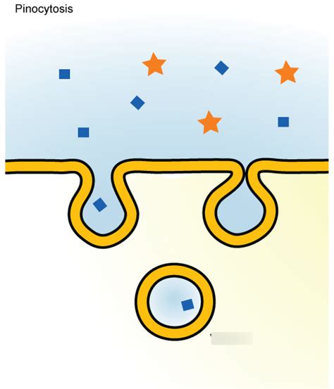 Pinocytosis Diagram | Quizlet