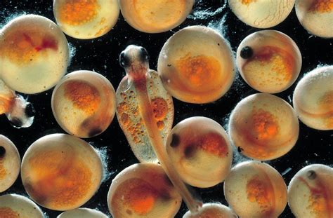 Salmon Eggs And Newly Hatched Fish Photograph by George Bernard/science Photo Library - Fine Art ...