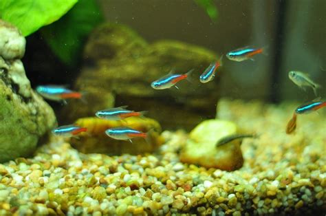 Neon Tetras – Live Aquarium Fish | Aquarium Plants