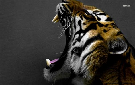 Roaring Tiger Wallpaper | Amazing Wallpapers