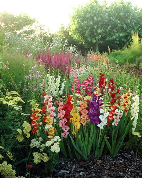 Image result for gladiolus in garden | Virágok | Gladiolus flower, Flower seeds, Gladiolus