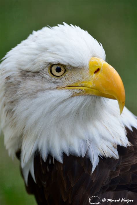 Marcel Huijser Photography | Florida wildlife: Bald eagle (Haliaeetus ...