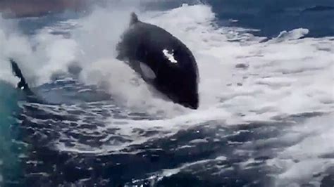 Killer whales’ boat chase caught on camera - TODAY.com