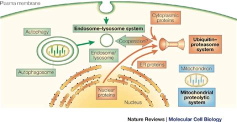 The main proteolytic pathways in eukaryotic cells.The endosome–lysosome... | Download Scientific ...