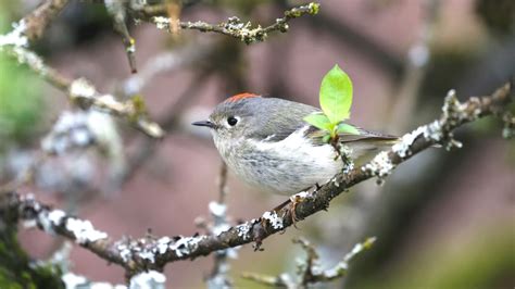 Small Birds in Florida: 22 Beautiful Natural Examples