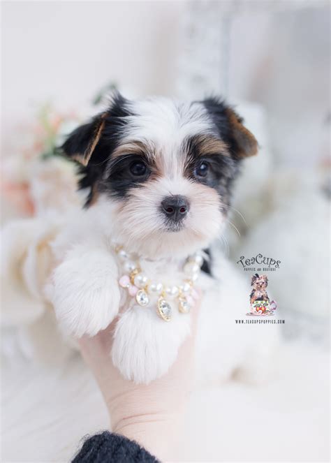 Biewer Terrier Puppy #601 | Teacup Puppies & Boutique