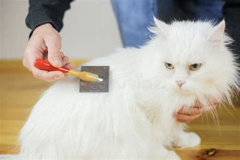 Cat Combing. Long Hair, Cat`s Hairstyle Stock Photo - Image of ...