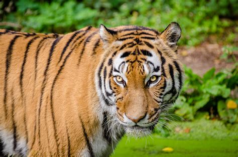 Siberian Tiger, Wildlife Free Stock Photo - Public Domain Pictures