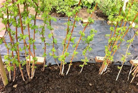 Raspberry canes - soil preparation & planting - Chris Bowers ...