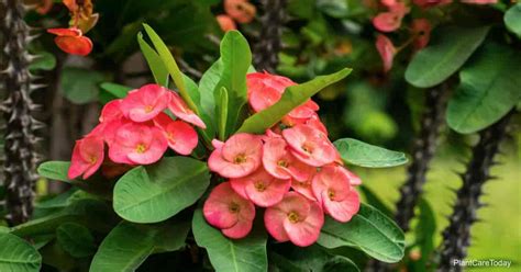 Is The Crown Of Thorns Plant Poisonous or Toxic?