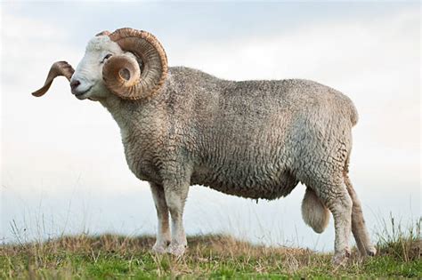 Best Ram Animal Stock Photos, Pictures & Royalty-Free Images - iStock