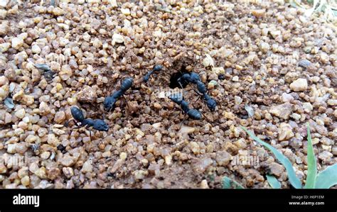 Carpenter Ants-Camponotus pennsylvanicus Stock Photo - Alamy