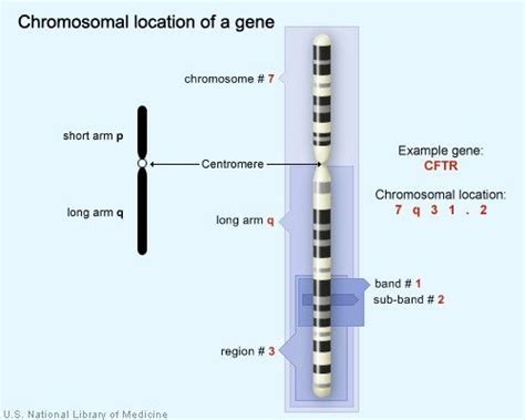 How Genes Work | Genetics, Gene, Chromosome