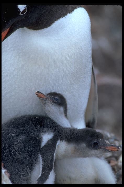 CalPhotos: Pygoscelis papua; Gentoo Penguin