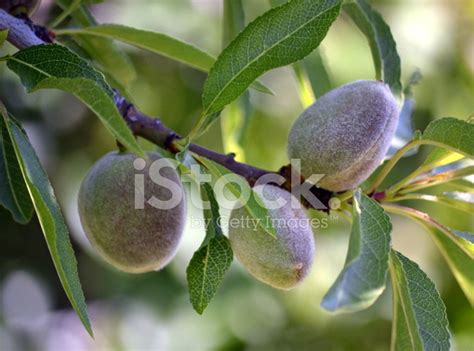 Fruit Of The Almond Tree Stock Photo | Royalty-Free | FreeImages