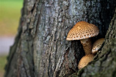 Images Gratuites : arbre, la nature, forêt, branche, tronc, faune, Macro, l'automne, Funghi ...