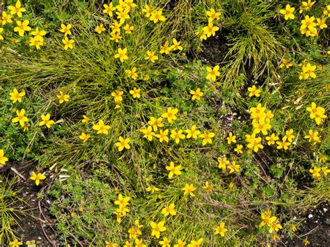 Small Yellow Flowers - Free Stock Photo - FOCA Stock